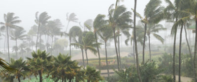 Hurricane blowing palm trees.